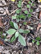 Image of Goodenia hederacea Sm.