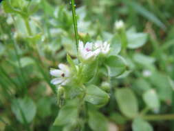 Image of common chickweed