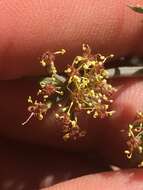 Imagem de Lomatium rigidum (M. E. Jones) Jepson