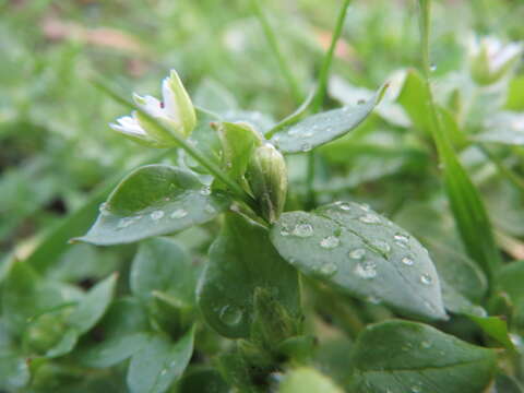 Image of common chickweed