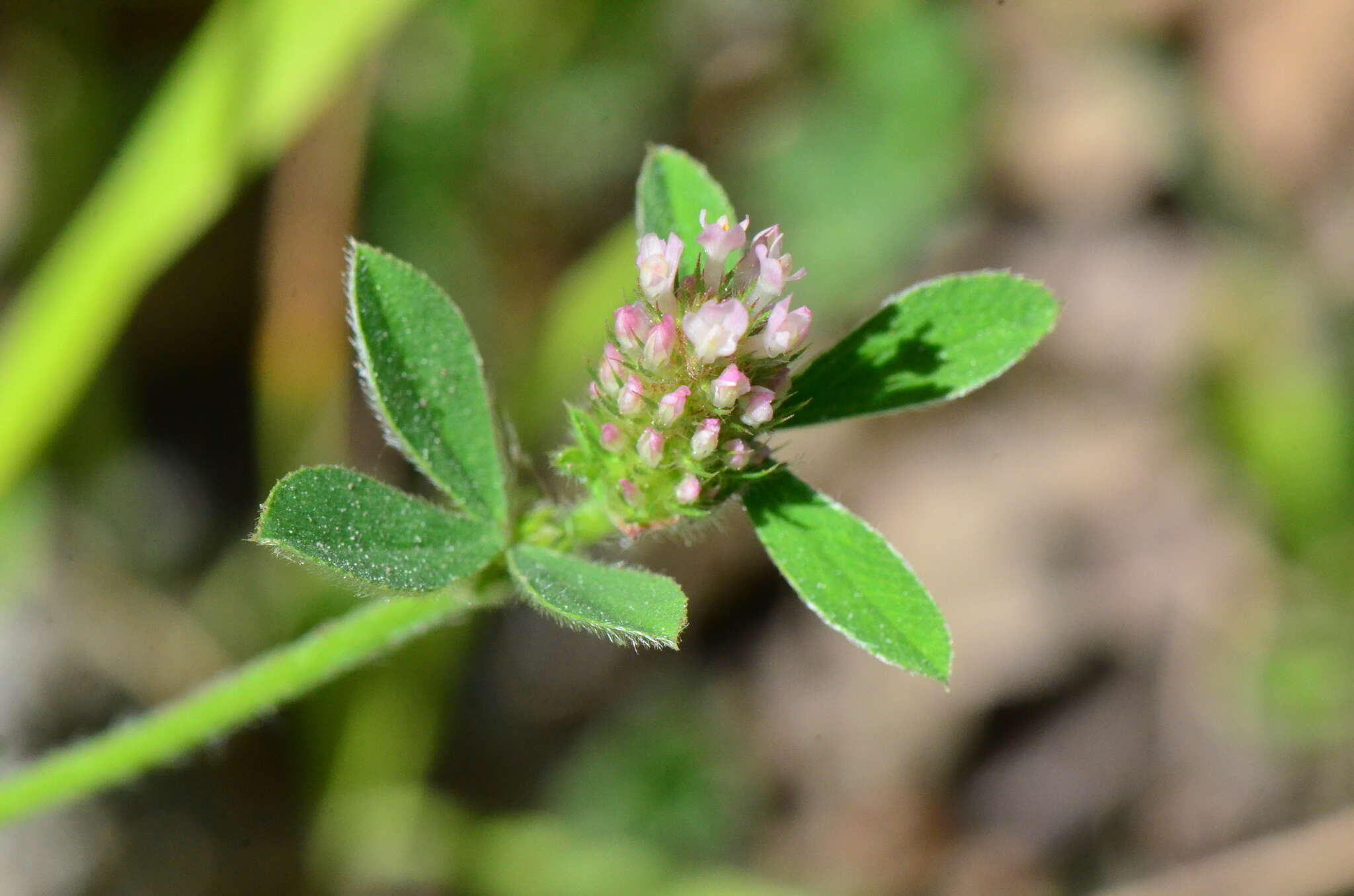 Image of knotted clover