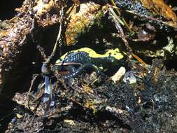 Image of Alpine Salamander