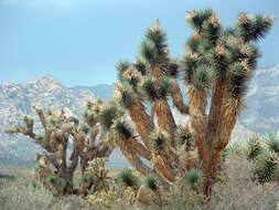 Image of Joshua tree