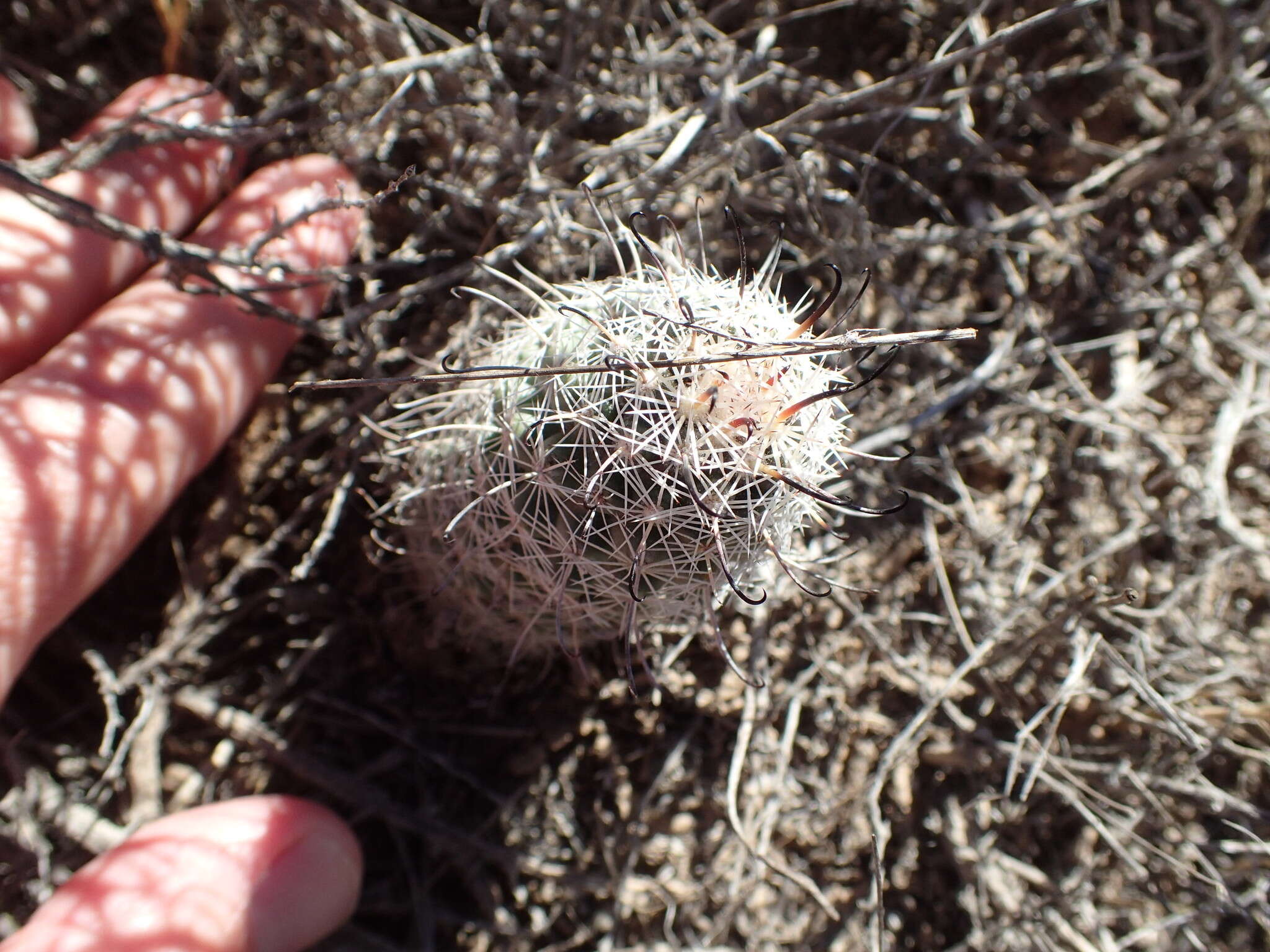 Image of Mammillaria hutchisoniana subsp. hutchisoniana