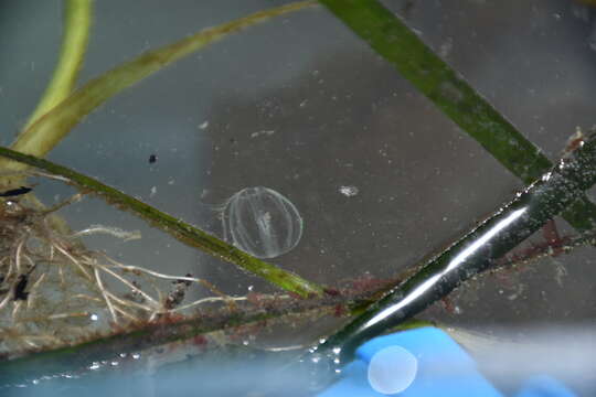 Image of Pacific sea gooseberry