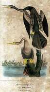 Plancia ëd Anhinga anhinga (Linnaeus 1766)