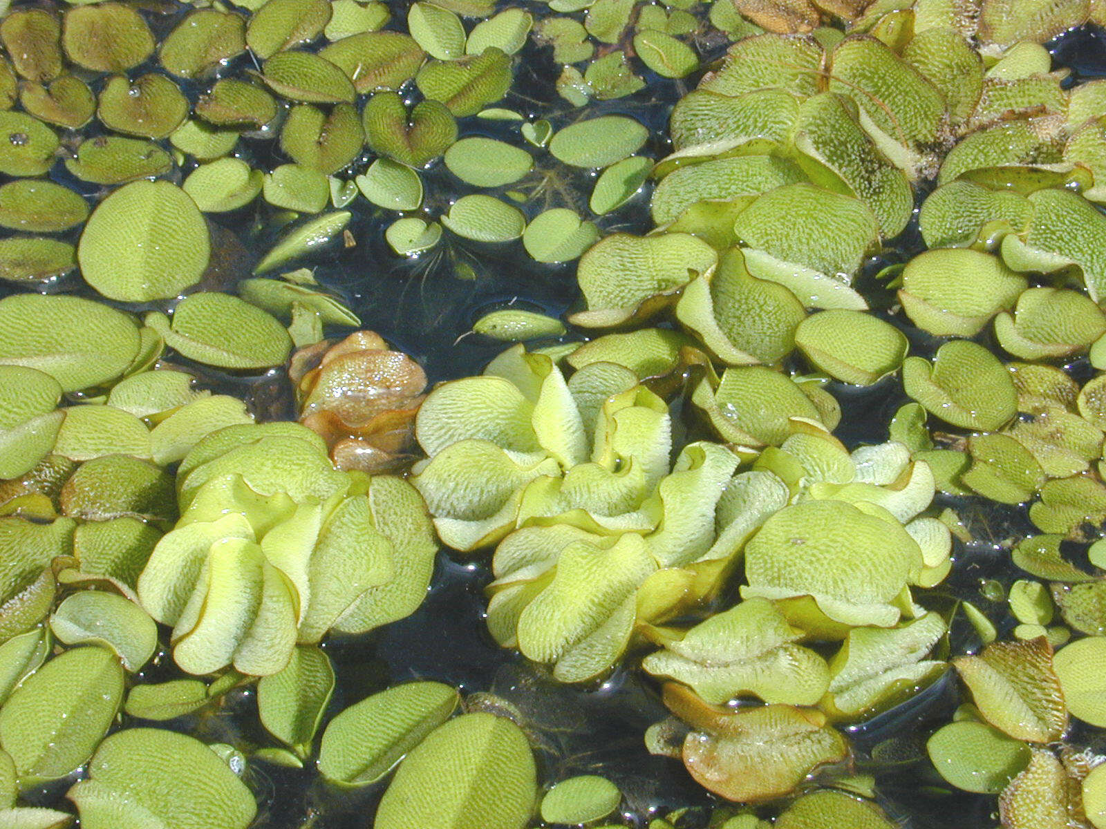 Image of Kariba-Weed