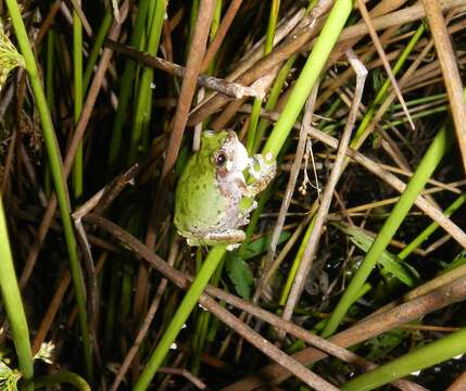 Image of Bird-voiced Treefrog