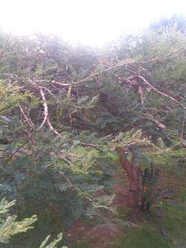 Image of Paperbark acacia