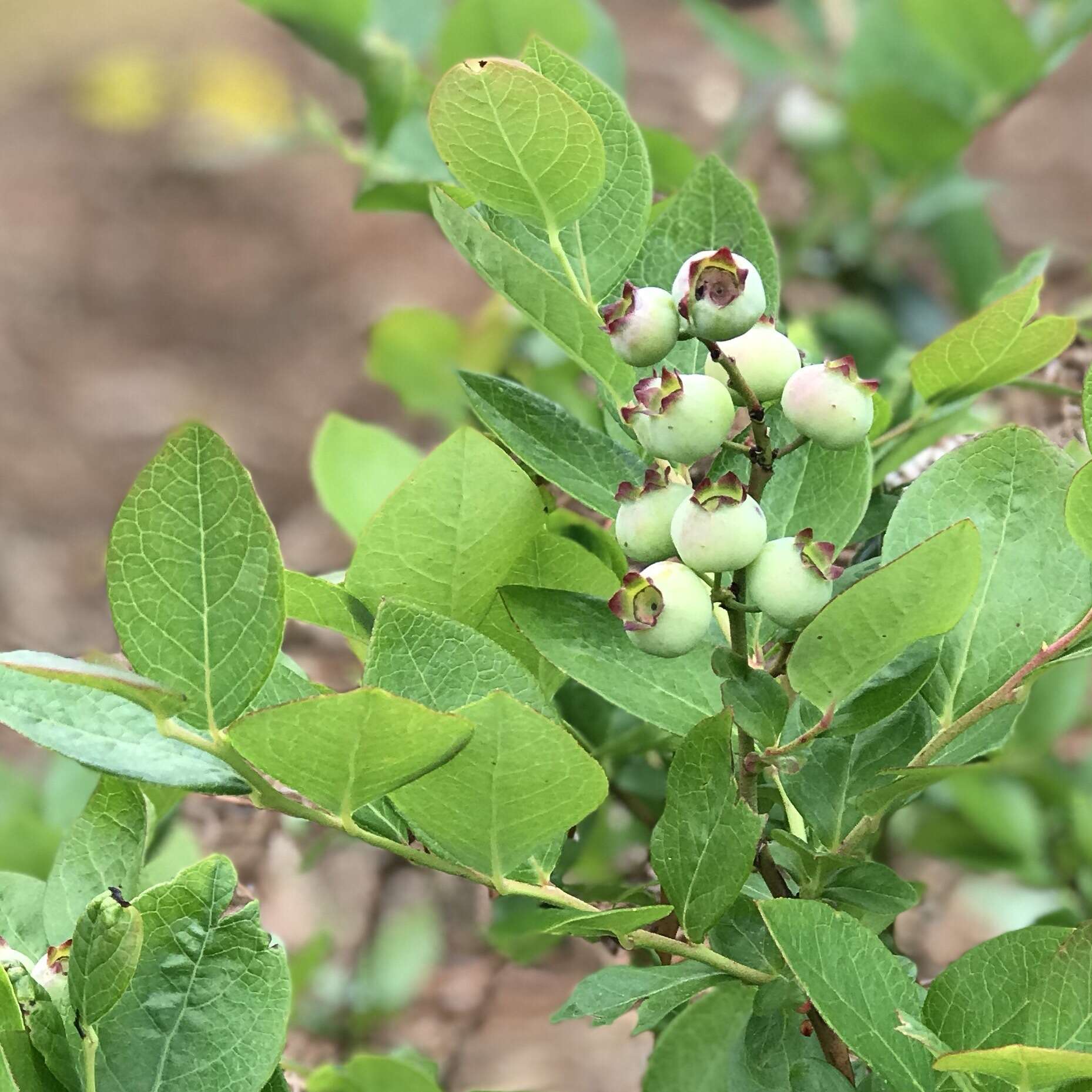 Sivun Vaccinium formosum Andr. kuva