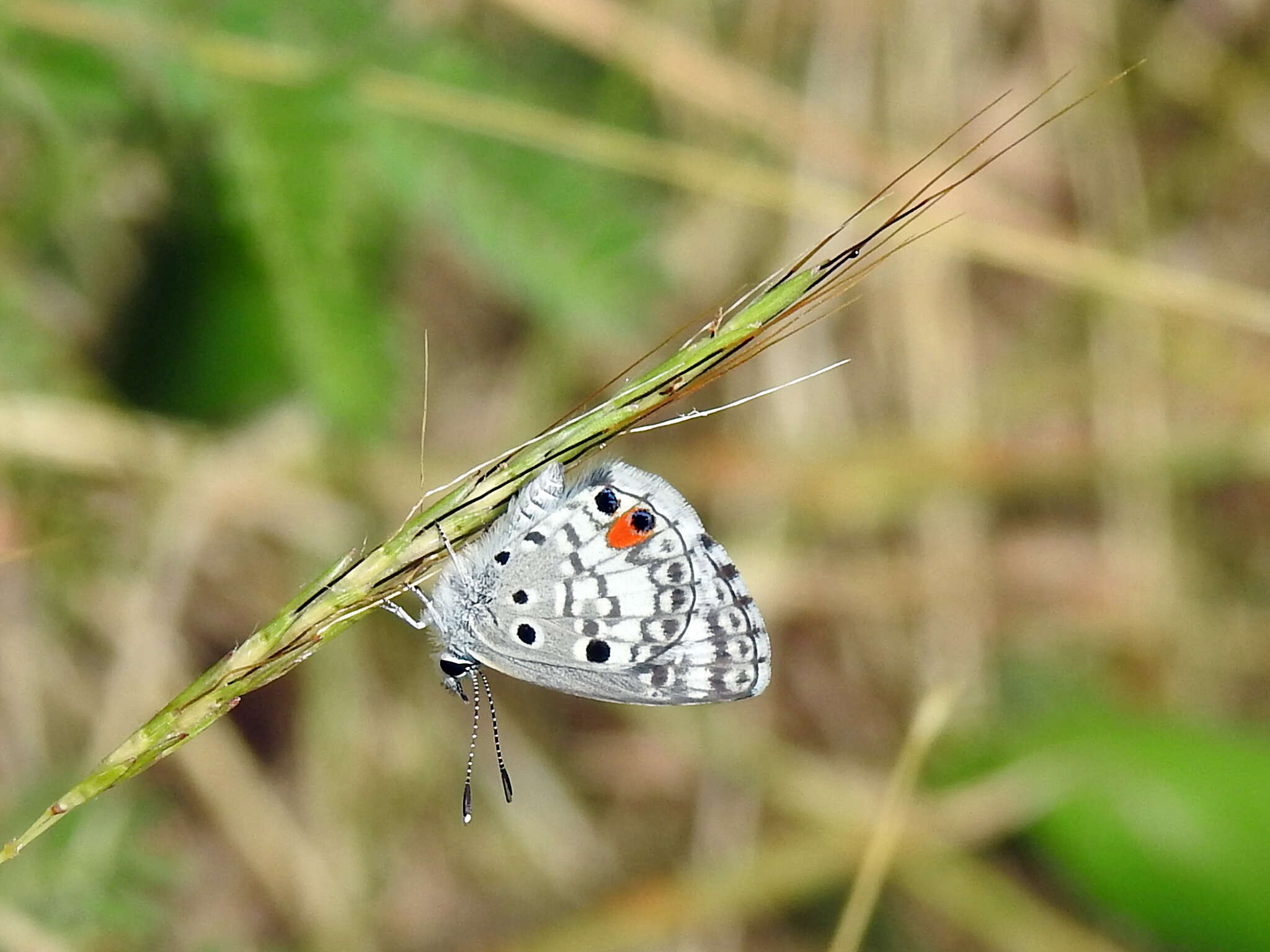 Image of Nickerbean Blue