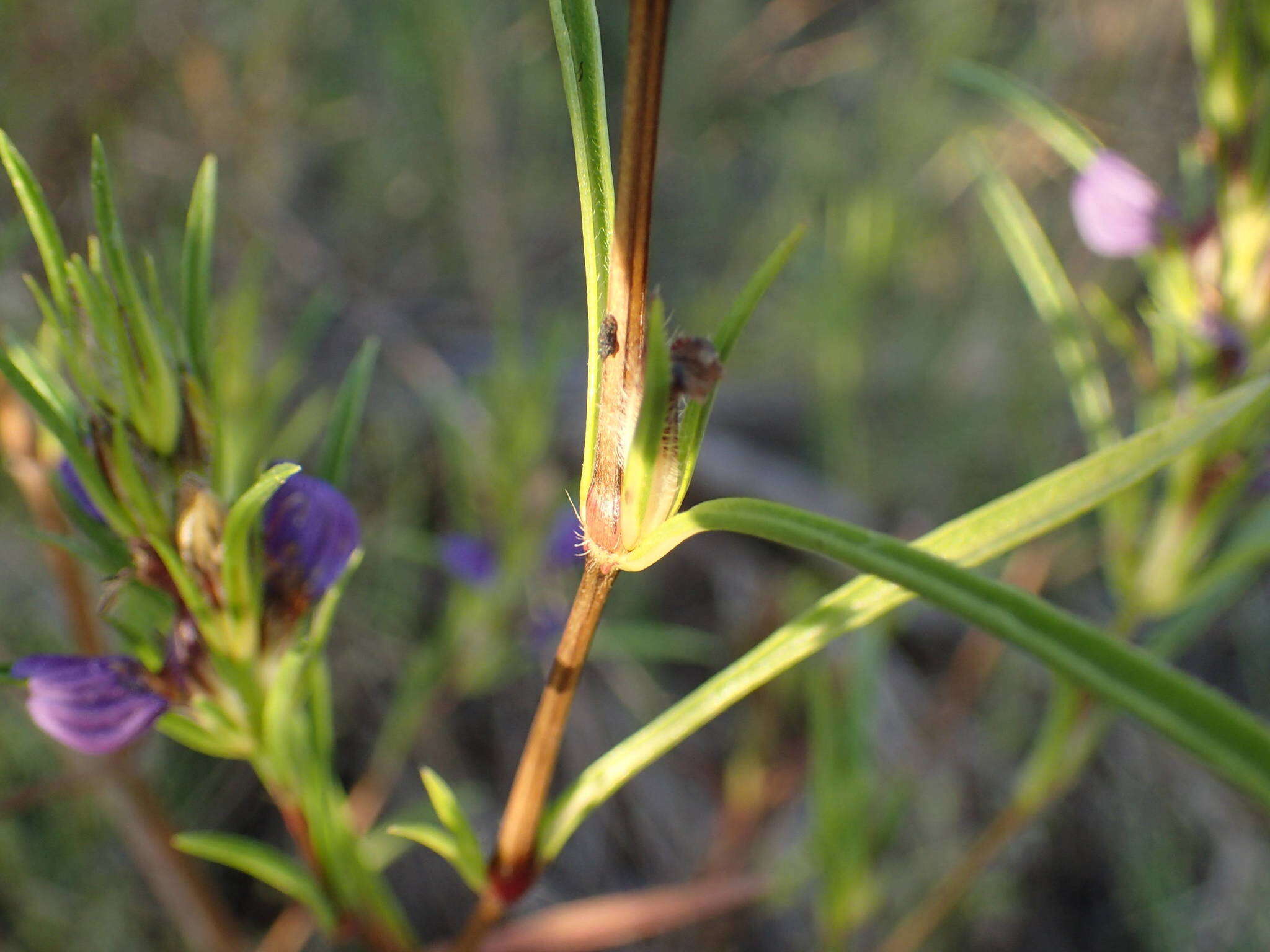 Hygrophila micrantha (Nees) T. Anders.的圖片