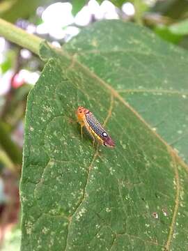 Parathona gratiosa (Blanchard 1840) resmi