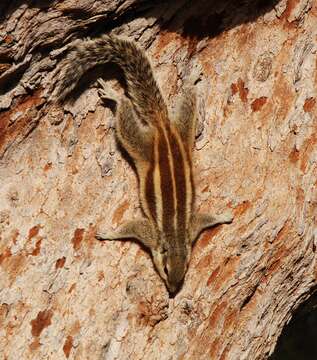 Sivun Funambulus subgen. Prasadsciurus Moore & Tate 1965 kuva