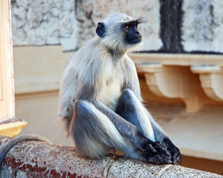 صورة Semnopithecus hypoleucos Blyth 1841