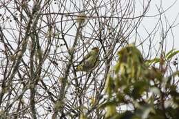 Image of Swallow-tailed Cotingas