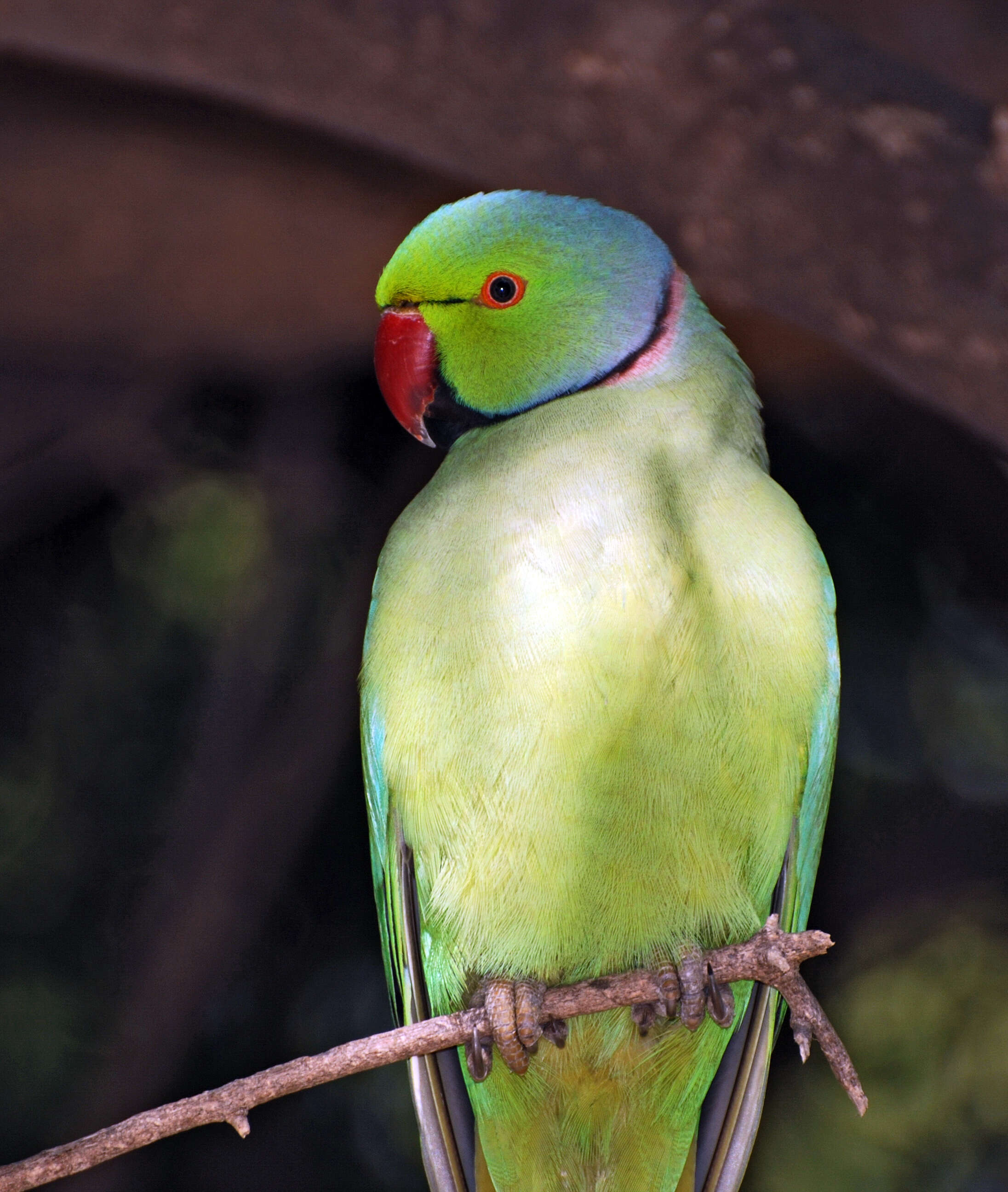 Image of Ring-necked Parakeet