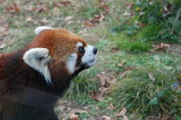 Image of red pandas