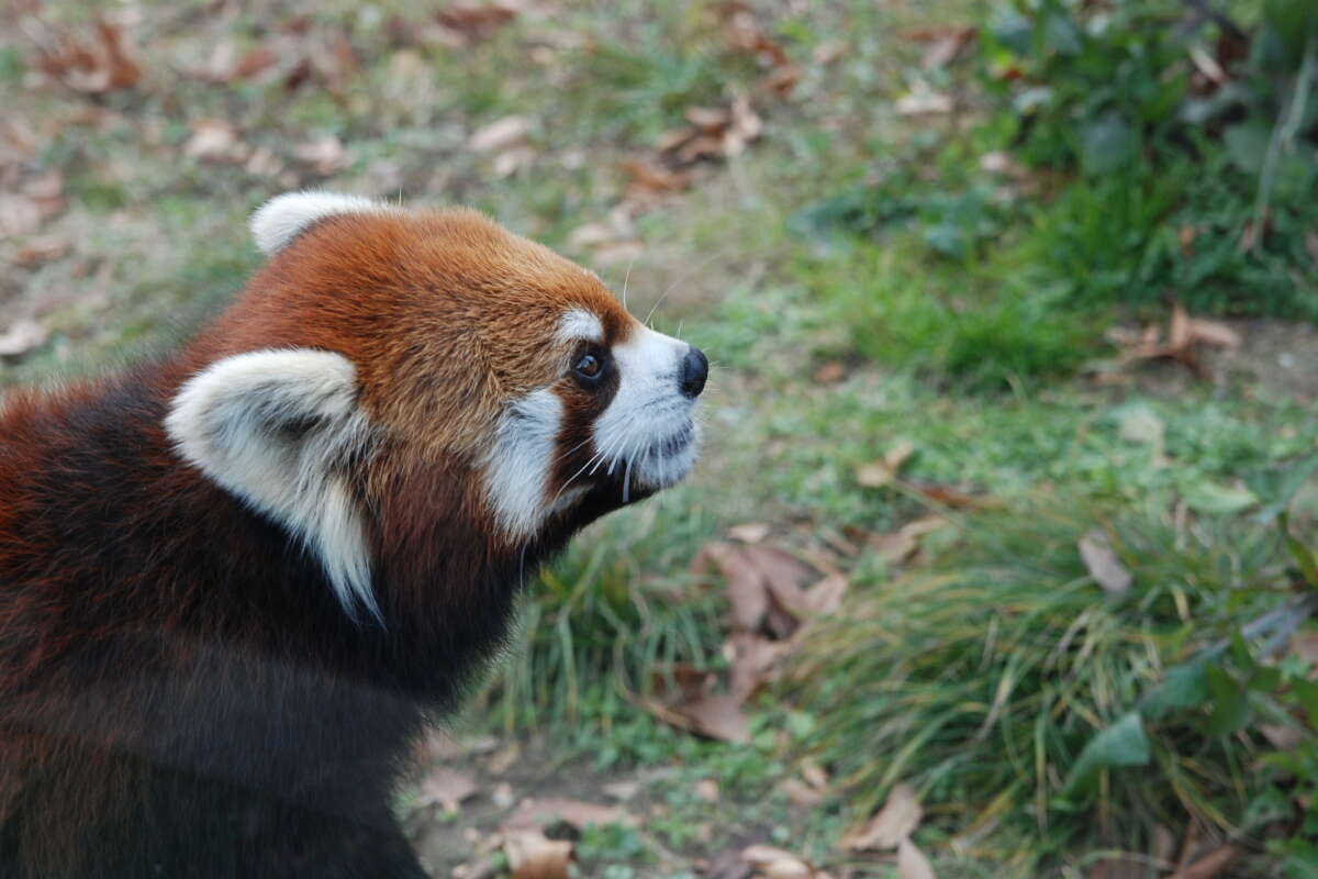 Image of red pandas