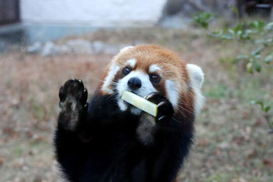 Image of Red panda