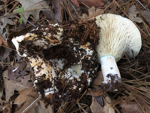 Image of Russula brevipes Peck 1890