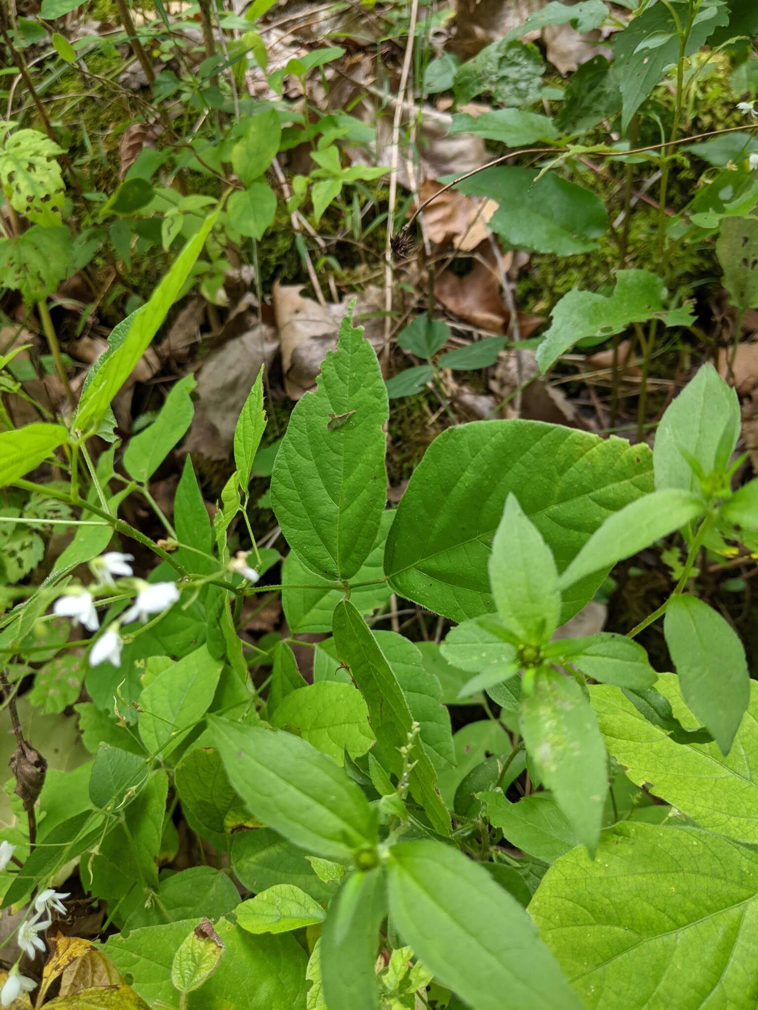 Image of <i>Hylodesmum pauciflorum</i>