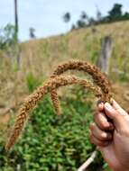 Image of Foxtail millet