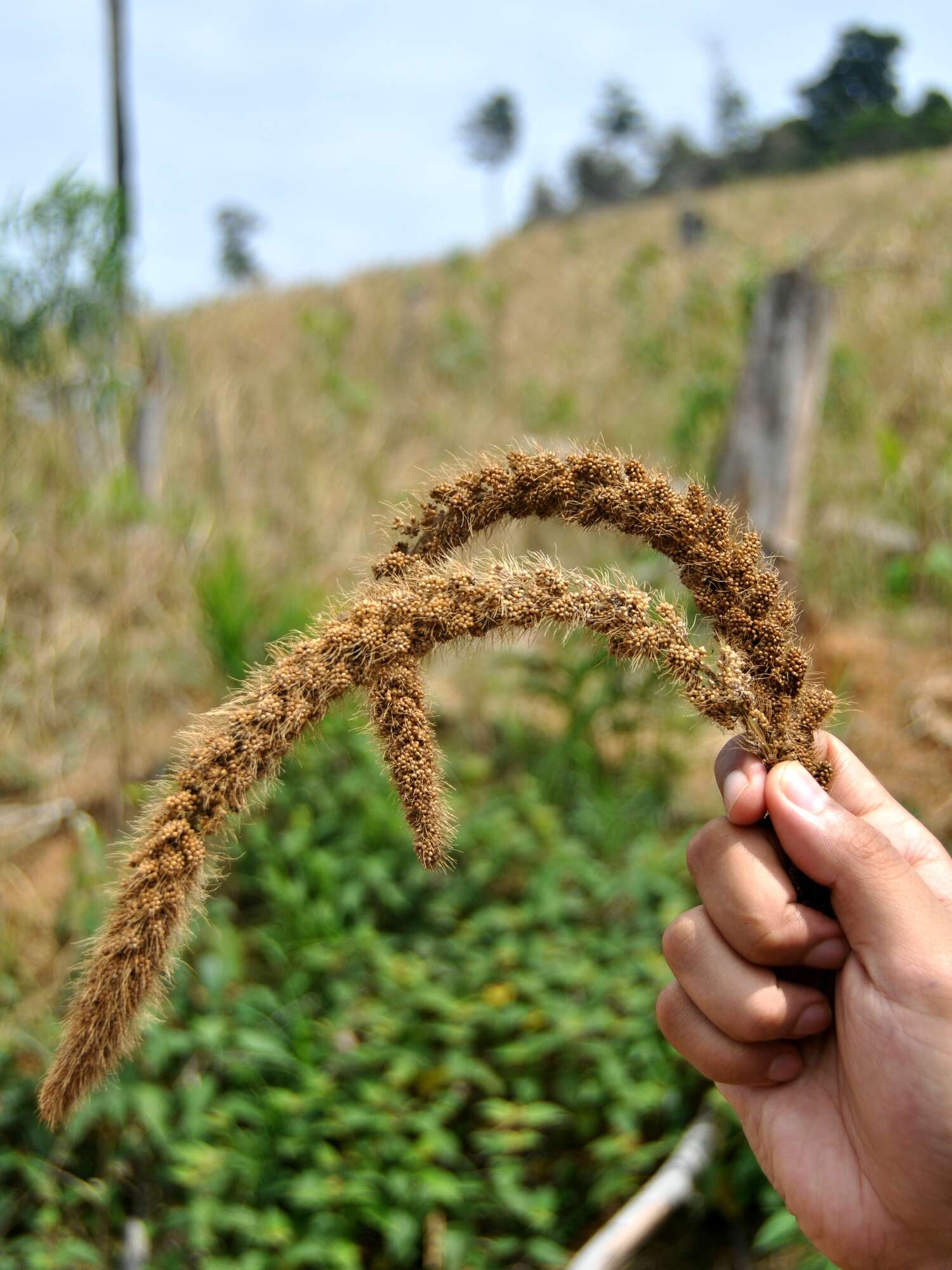 Image of Foxtail millet