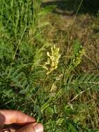 Image of chickpea milkvetch