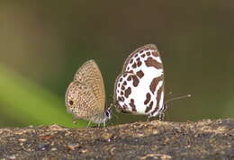 Image of banded blue Pierrot