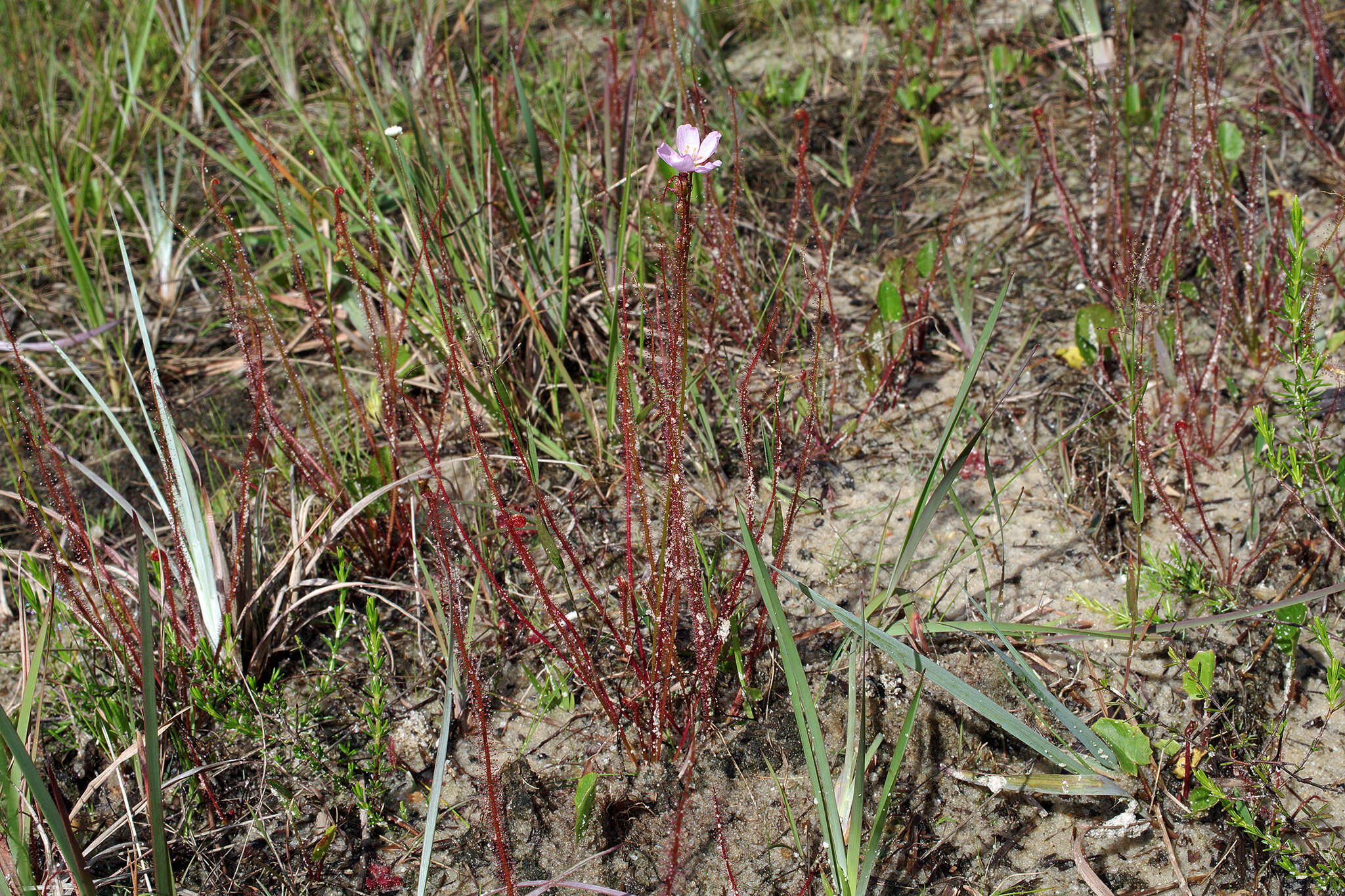 Drosera filiformis var. floridana的圖片