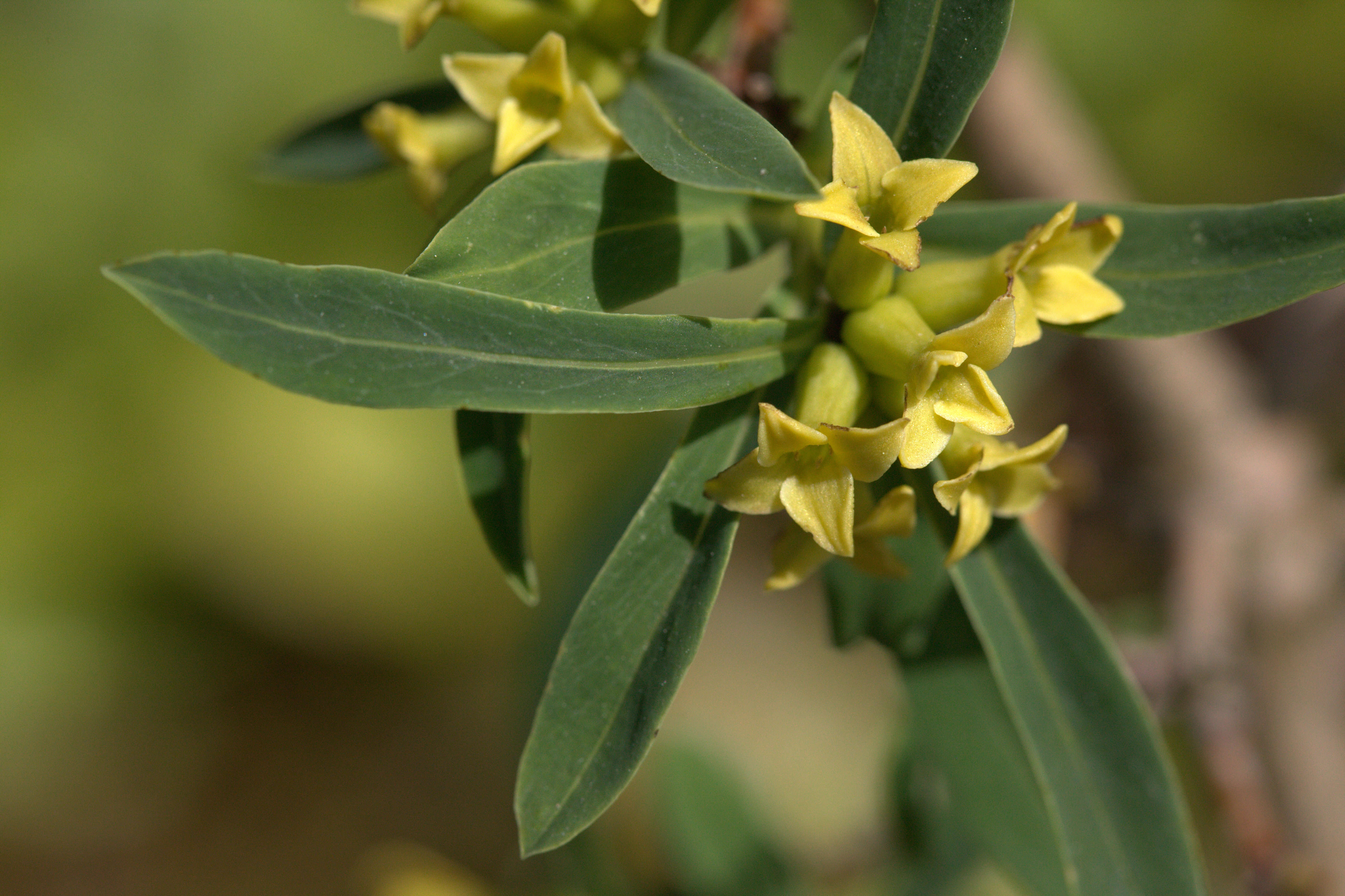 Image of Daphne giraldii Nitsche