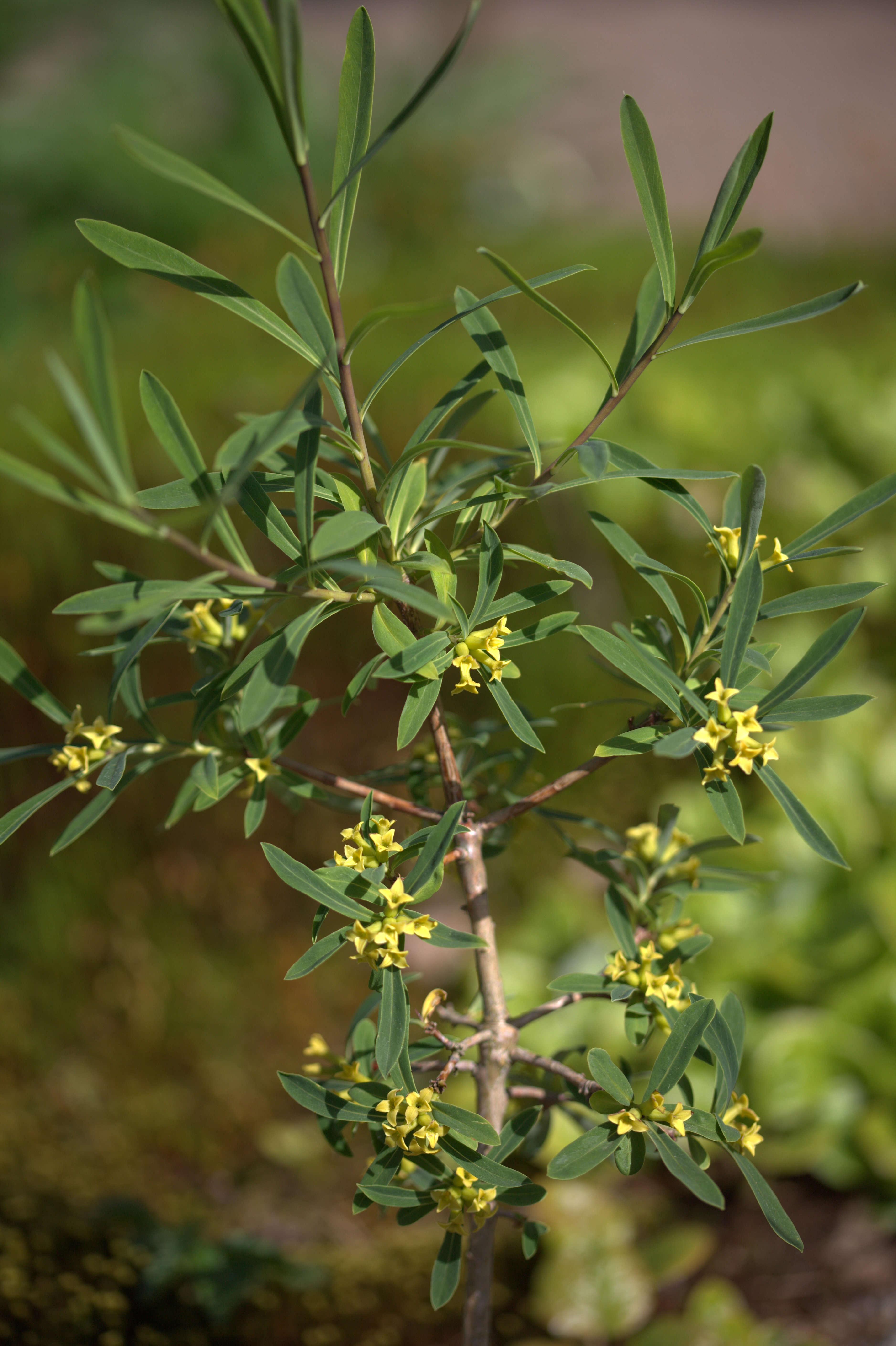 Image of Daphne giraldii Nitsche