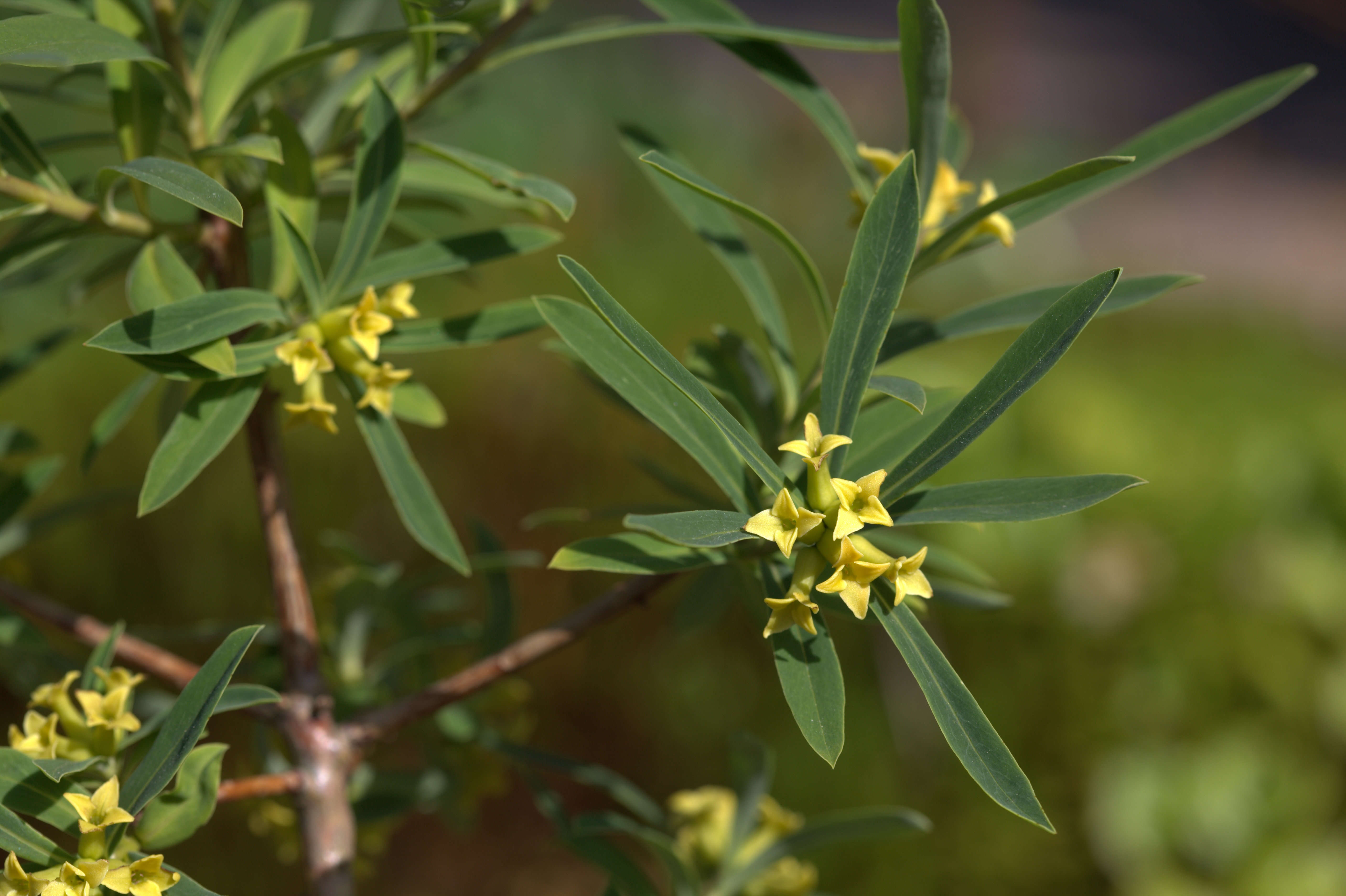 Image of Daphne giraldii Nitsche