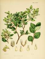 Image of Nothofagus betuloides (Mirb.) Oerst.