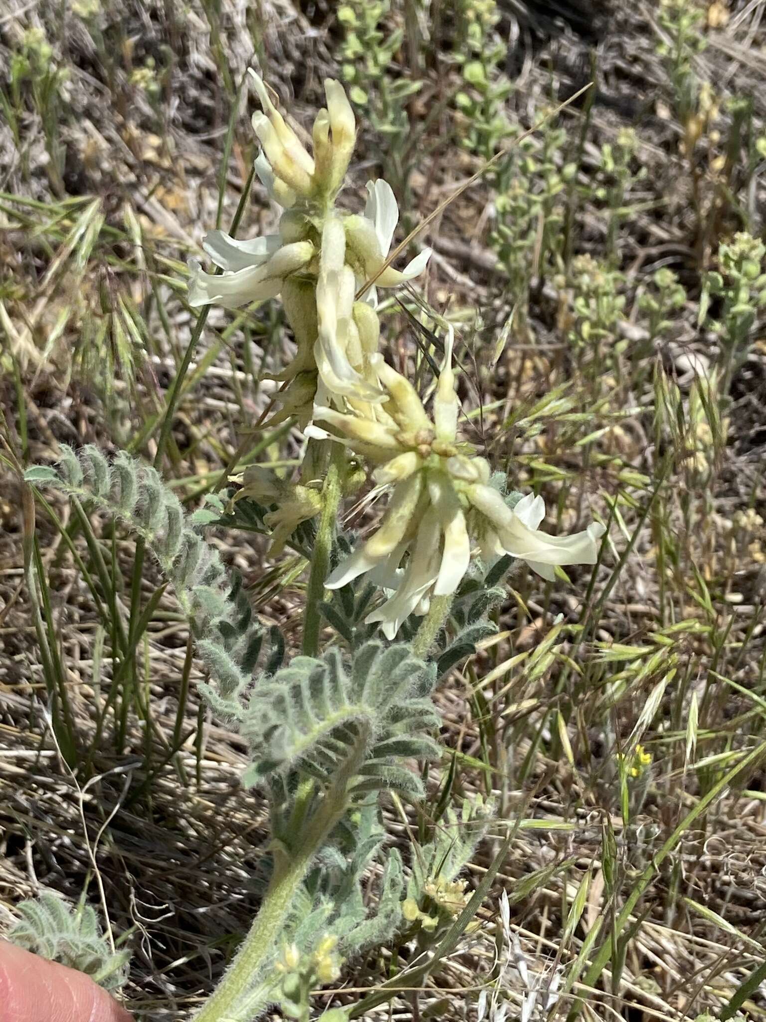 Imagem de Astragalus drummondii Dougl.