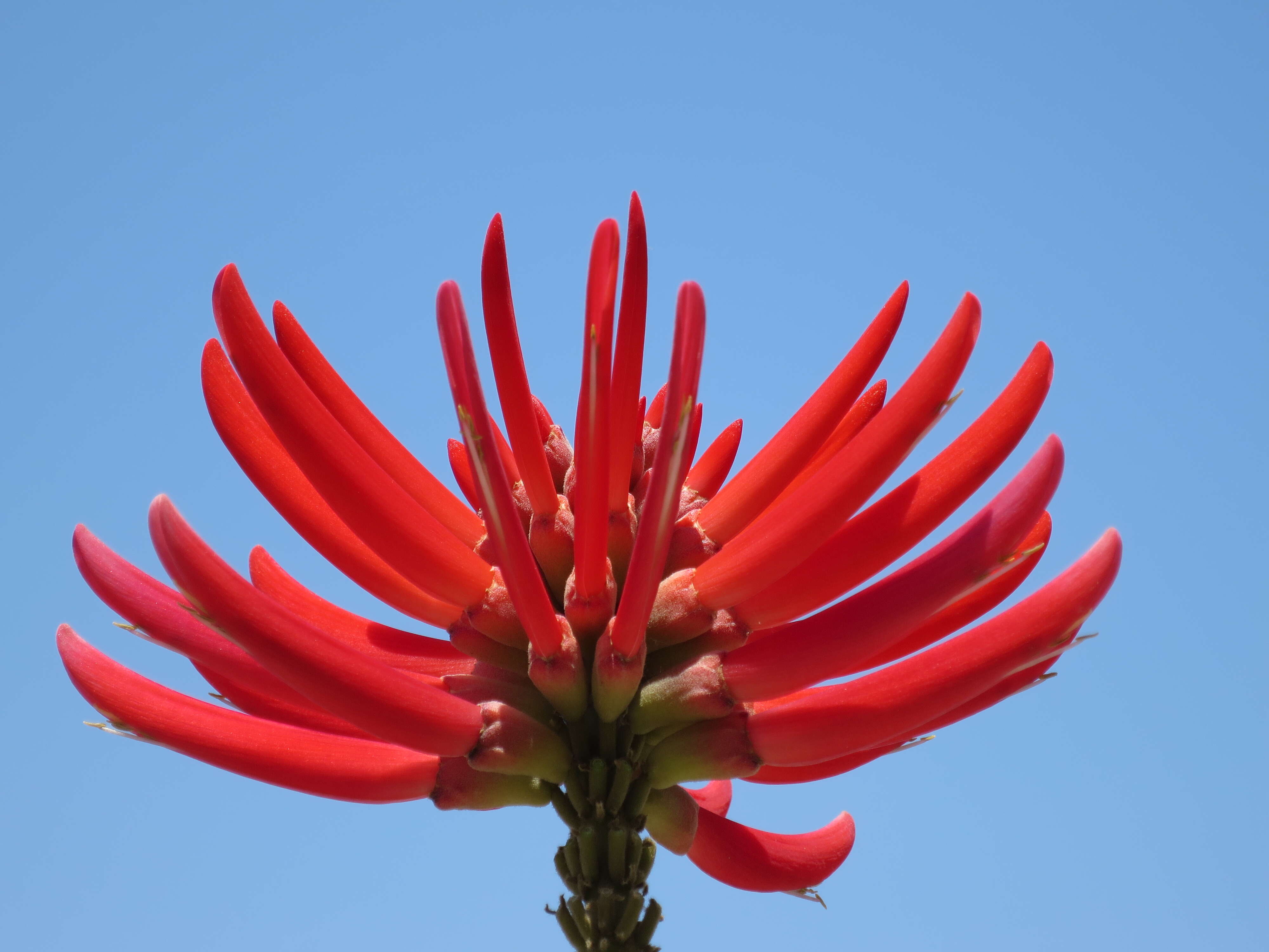 Image de Erythrina americana Mill.