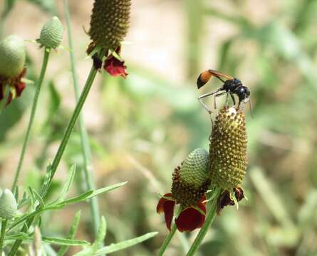 Слика од Ammophila placida F. Smith 1856