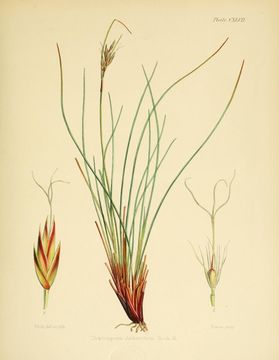 Image of bog-rush