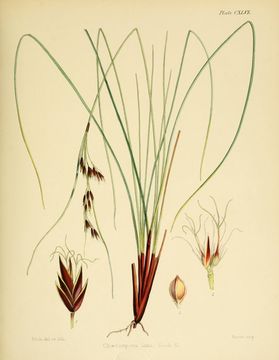 Image of bog-rush