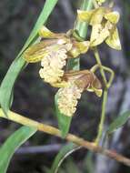 Imagem de Dendrobium cymatoleguum Schltr.