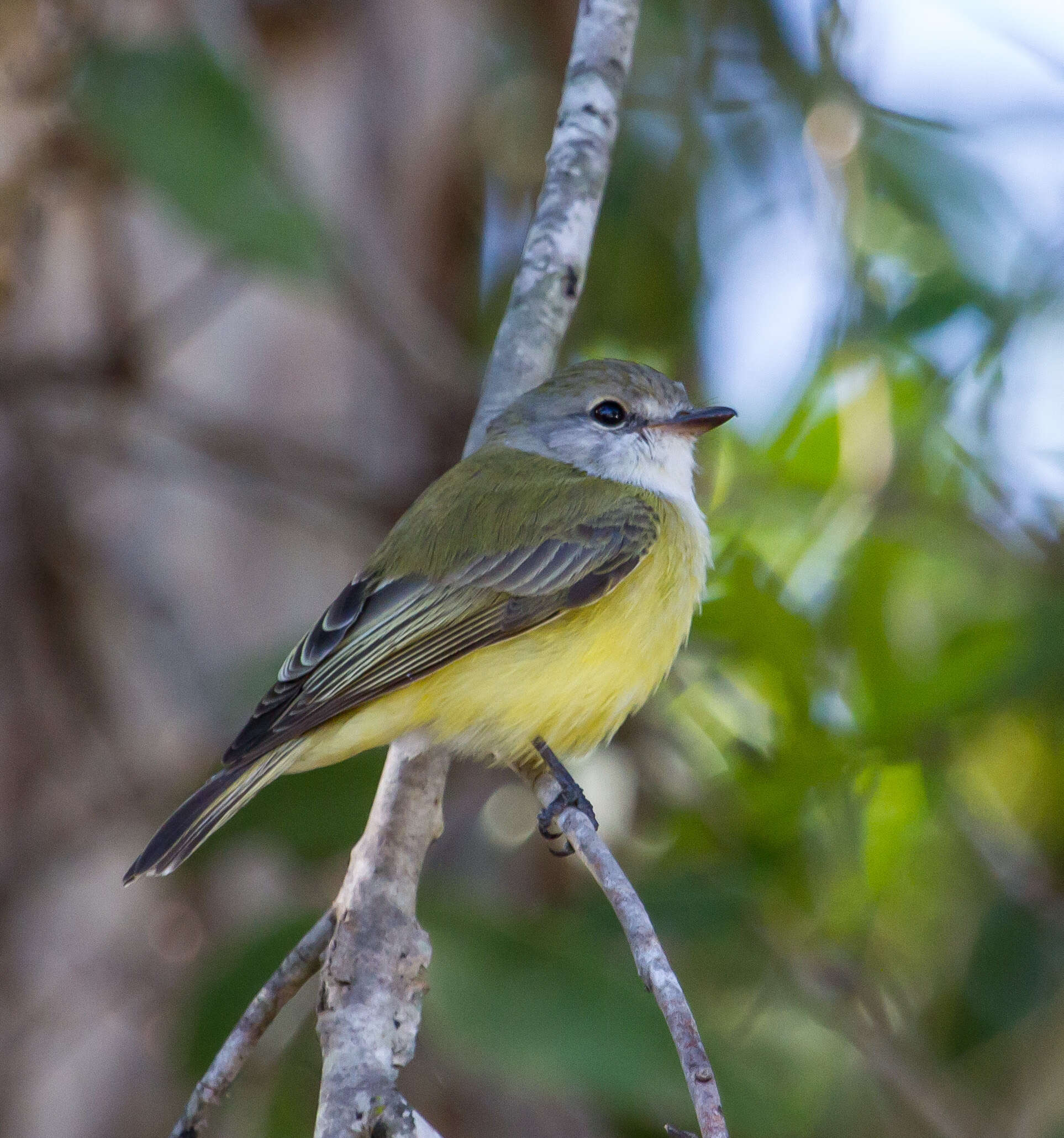 Image of Lemon-bellied Flycatcher