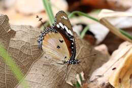 Image of False Plain Tiger