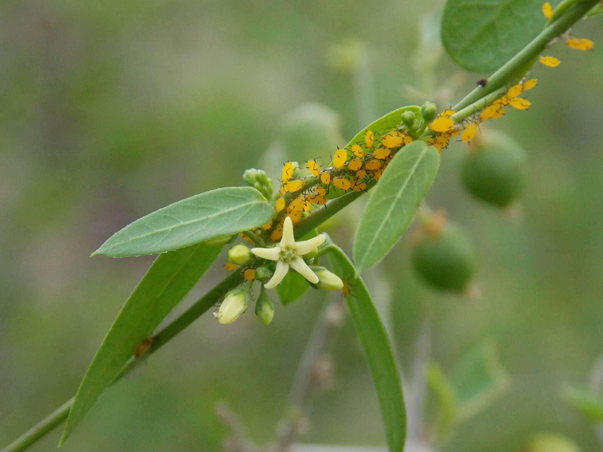 Cynanchum maccartii Shinners的圖片