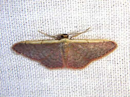 صورة Idaea costaria Walker 1863