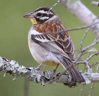 Image of African Golden-breasted Bunting