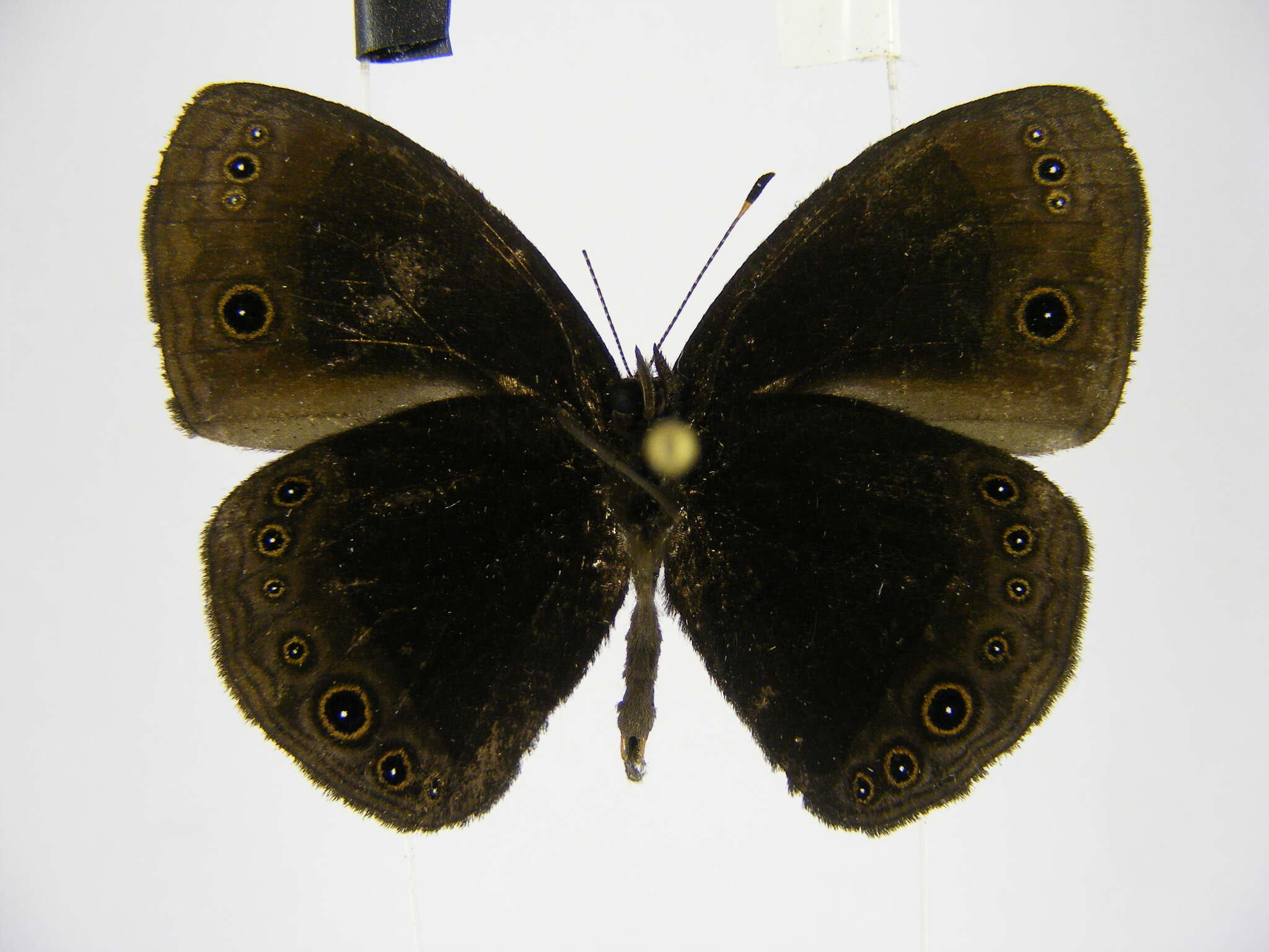 Image of Smith's Bush-brown