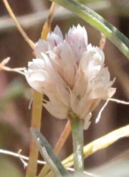 Ptilotus corymbosus R. Br.的圖片