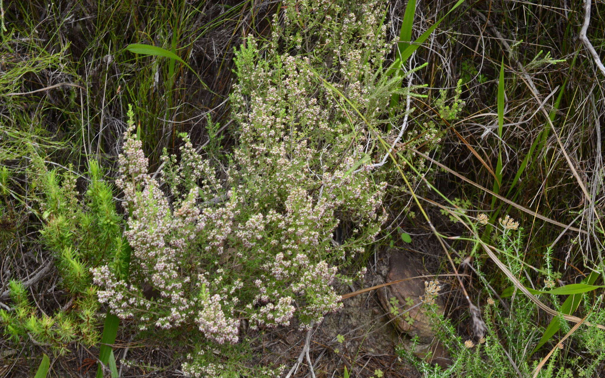 Imagem de Erica hispidula var. hispidula