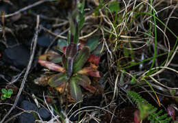 Image of hairy rockcress